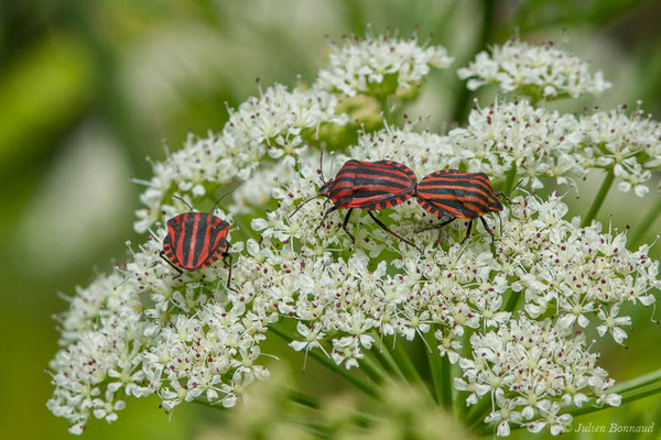 Punaise arlequin — Graphosoma italicum (O.F. Müller, 1766), (Bayonne (64), France, le 06/05/2021)