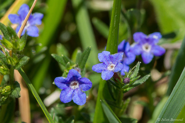 Grémil bleu-pourpre, Thé d'Europe — Aegonychon purpurocaeruleum (L.) Holub, 1973, (Domaine d'Abbadia, Hendaye (64), France, le 14/04/2021)