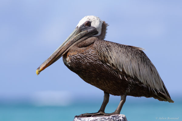 Pélican brun — Pelecanus occidentalis Linnaeus, 1766, (Saint-Anne, Guadeloupe, le 15/05/2016)