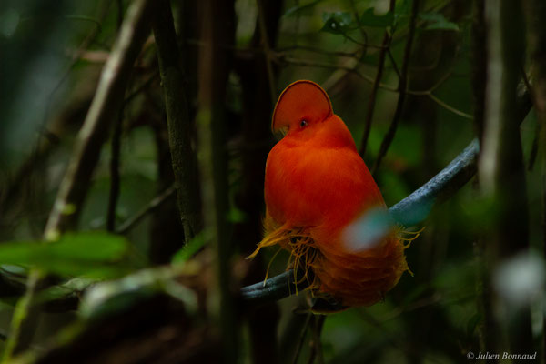 Coq-de-roche orange — Rupicola rupicola (Linnaeus, 1766)