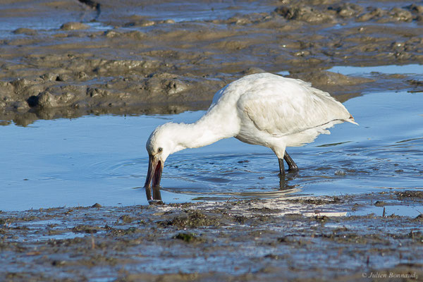 Spatule blanche — Platalea leucorodia Linnaeus, 1758, (Andernos-les-Bains (33), France, le 10/12/2022)