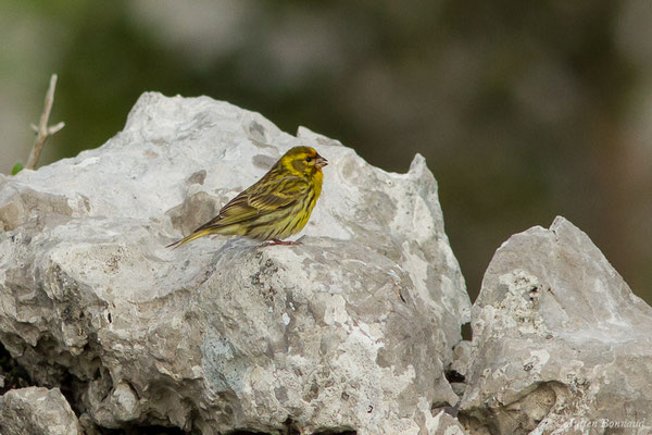 Serin cini — Serinus serinus (Linnaeus, 1766), (La Pierre Saint-Martin (64), France, le 18/05/2020)
