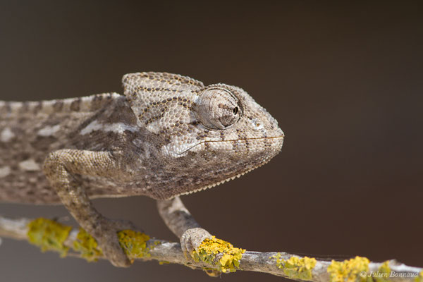 Caméléon commun — Chamaeleo chamaeleon (Linnaeus, 1758)