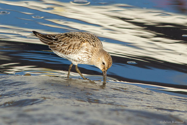 Bécasseau variable — Calidris alpina (Linnaeus, 1758), (Andernos-les-Bains (33), France, le 10/12/2022)