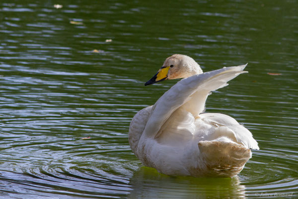 Cygne chanteur — Cygnus cygnus (Linnaeus, 1758), (Parc écologique de Plaiaundi, Irun (Pays basque), Espagne, le 11/11/2025)