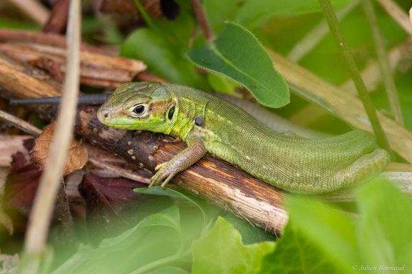 Lézard à deux raies — Lacerta bilineata (Daudin, 1802)