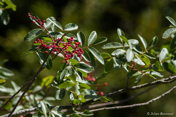 Pistachier térébinthe ou Térébinthe (Pistacia terebinthus) (Réserve naturelle du Pibeste, Agos-vidalos (65), France, le 17/10/2017)