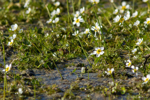 Renoncule aquatique — Ranunculus aquatilis L., 1753