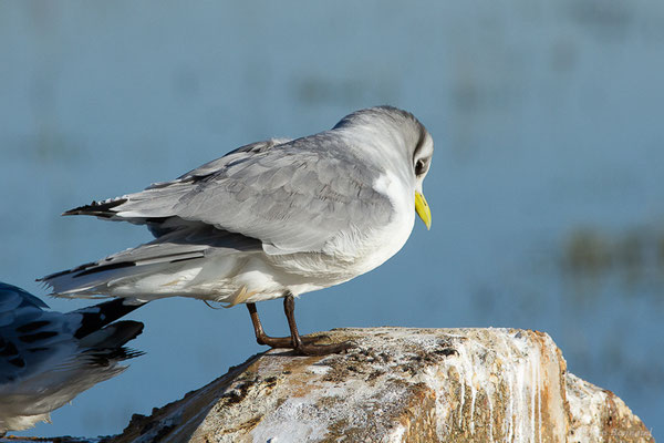 Mouette tridactyle — Rissa tridactyla (Linnaeus, 1758), (Guiche (64), France, le 10/12/2022)