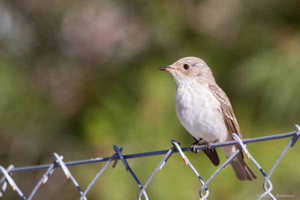 Gobemouche tyrrhénien — Muscicapa tyrrhenica Schiebel, 1910