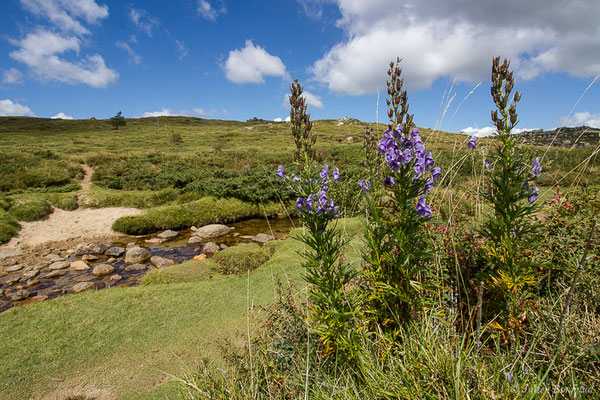 Aconit de Corse — Aconitum napellus subsp. corsicum (Gáyer) Seitz, 1969