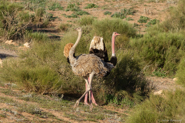 Autruche à cou rouge ou autruche Afrique du Nord —  Struthio camelus Linnaeus, 1758, (Parc national de Souss-Massa, Sidi Binzarne (Agadir), (réserve des gazelles), le 01/02/2023) 