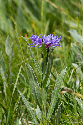 Bleuet des montagnes — Cyanus montanus (L.) Hill, 1768