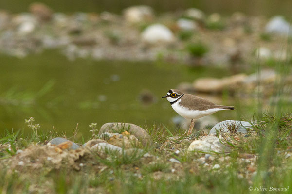 Petit Gravelot — Charadrius dubius Scopoli, 1786, (Montardon (64), France, le 18/04/2019)