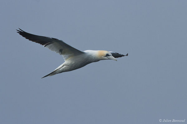 Fou de Bassan – Morus bassanus (Linnaeus, 1758), (Saint-Jean-de-Luz (64), France, le 20/04/2019)