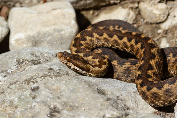 Vipère aspic de Zinniker – Vipera aspis zinnikeri (Kramer, 1958), (Urdos (64), France, le 07/05/2022)