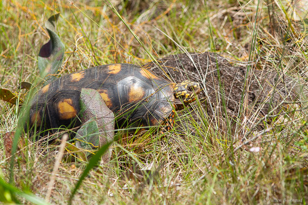 Tortue charbonnière — Chelonoidis carbonarius (Spix, 1824), (mâle adulte) (Centre Spatial Guyanais, Kourou (Guyane), le 17/02/2017)