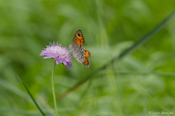 Mégère — Lasiommata megera (Linnaeus, 1767), (Le Bastan de Sers, Sers (65), France, le 29/06/2018)