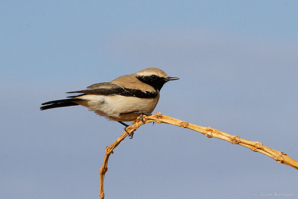 Traquet du désert — Oenanthe deserti (Temminck, 1825), (Parc national d'Iriqui (Souss-Massa-Draâ, Guelmim-Es Semara), Maroc, le 12/02/2023)