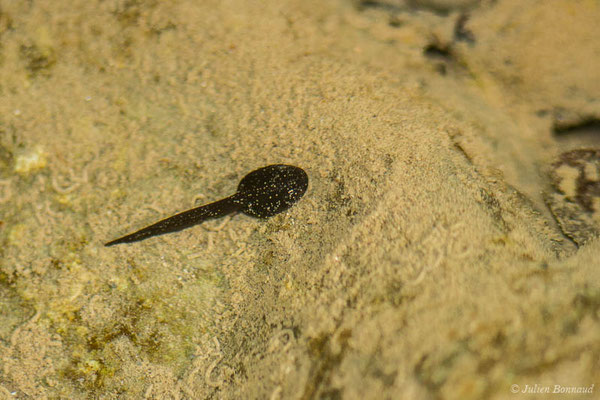 Grenouille des Pyrénées — Rana pyrenaica Serra-Cobo, 1993