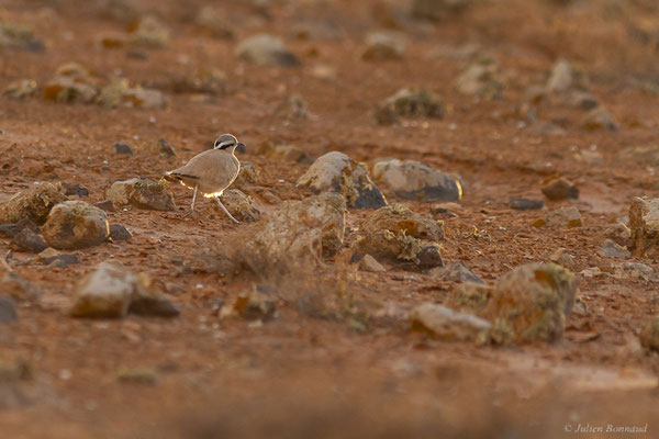 Courvite isabelle — Cursorius cursor (Latham, 1787), (Tindaya, Fuerteventura, (Iles Canaries, Espagne), le 19/02/2022)