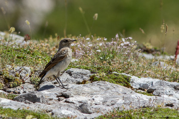 Traquet motteux — Oenanthe oenanthe (Linnaeus, 1758), (Col du Pourtalet, Laruns (64), France, le 06/07/2019)