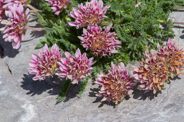 Anthyllide des montagnes — Anthyllis montana L., 1753