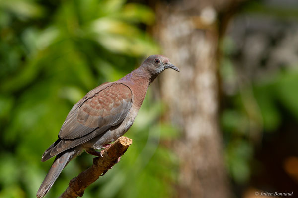 Pigeon rousset — Patagioenas cayennensis (Bonnaterre, 1792)