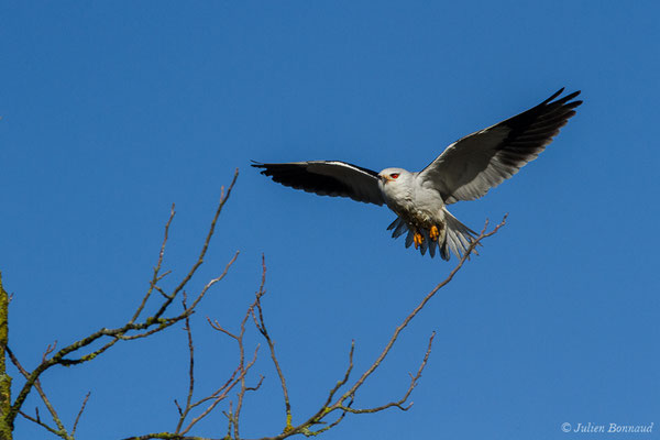 Élanion blanc — Elanus caeruleus (Desfontaines, 1789), (Aire-sur-l'Adour (40), France, le 01/02/2019)