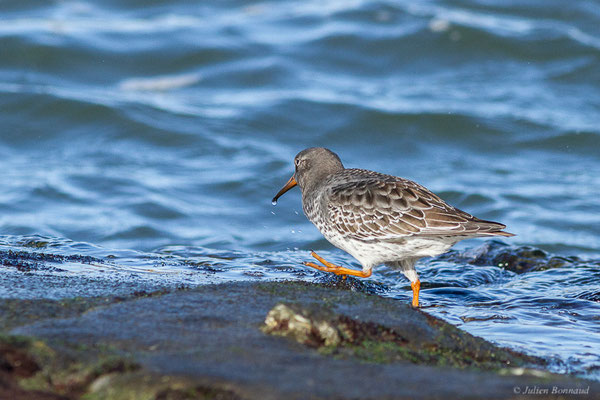 Bécasseau violet — Calidris maritima (Brünnich, 1764), (Tarnos (64), France, le 12/11/2022)