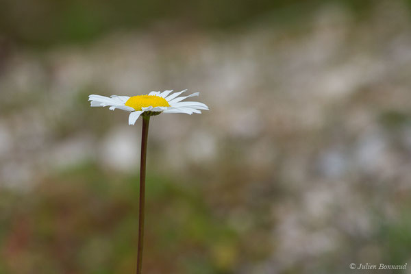 Marguerite commune — Leucanthemum vulgare Lam., 1779, (Aulon (31), France, le 03/05/2019)