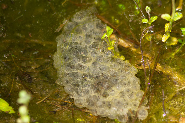 Rainette méridionale — Hyla meridionalis Böttger, 1874
