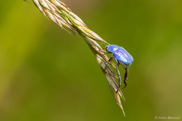 Hoplie bleue (Hoplia coerulea) (Lac (64), France, le 03/06/2020)