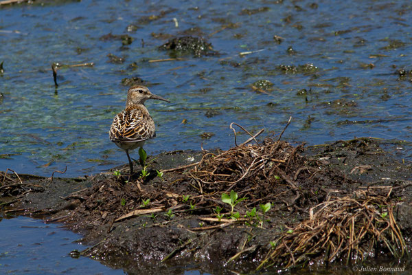 Bécasseau tacheté ou Bécasseau à poitrine cendrée — Calidris melanotos (Vieillot, 1819) — Calidris melanotos (Vieillot, 1819), (adulte, plumage internuptial), (Marais Leblond, Cayenne, Guyane, le 26/09/2016)