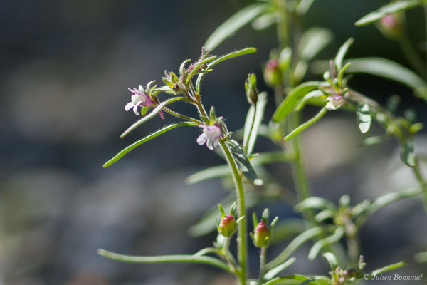 Petite linaire — Chaenorhinum minus (L.) Lange, 1870, (Sers (65), France, le 23/06/2020)