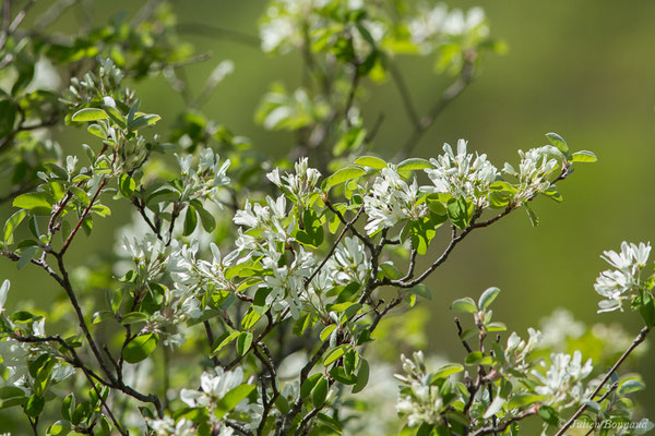 Amélanchier — Amelanchier ovalis Medik. 1793, (Etsaut (64), France, le 30/04/2019)