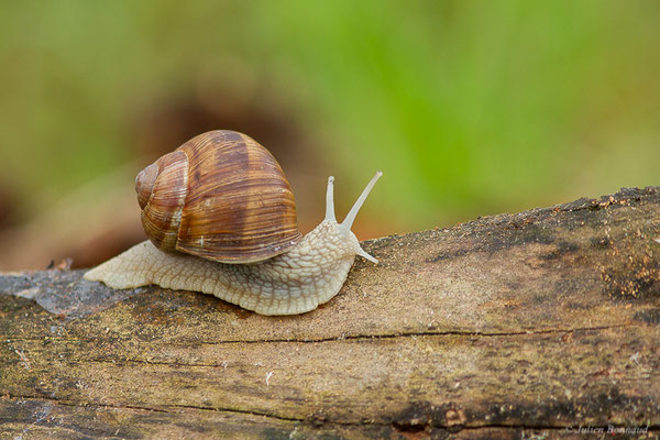 Escargot de Bourgogne — Helix pomatia Linnaeus, 1758