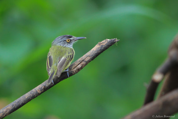 Todirostre tacheté — Todirostrum maculatum (Desmarest, 1806)