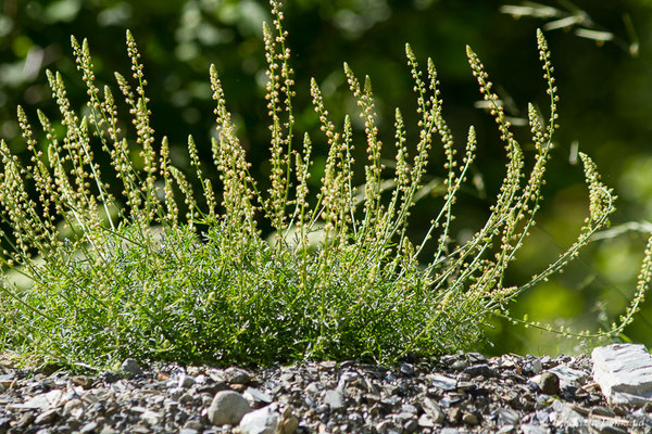 Réséda jaune — Reseda lutea L., 1753, (Sers (65), France, le 23/06/2020)