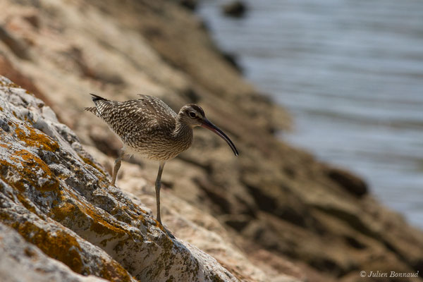 Courlis corlieu — Numenius phaeopus (Linnaeus, 1758), (Lagos (Faro), (Algarve), Portugal, le 30/08/2018)