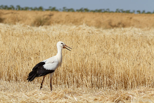 Cigogne blanche — Ciconia ciconia (Linnaeus, 1758), (Fuentes de Nava, Palencia (Castille-et-León), Espagne, le 04/07/2022)