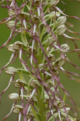 Orchis bouc, Himantoglosse à odeur de bouc — Himantoglossum hircinum (L.) Spreng., 1826