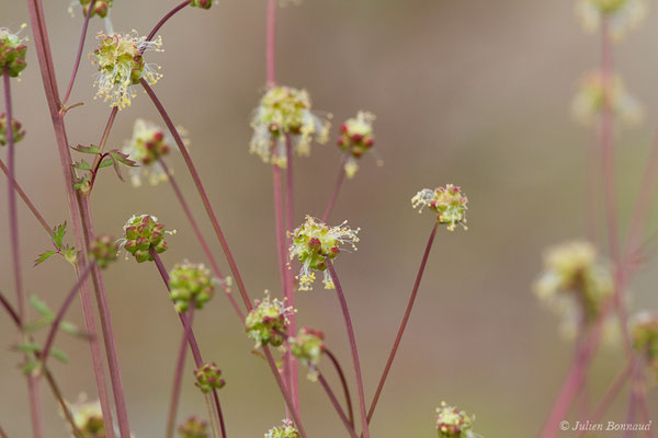 Pimprenelle à fruits réticulés — Poterium sanguisorba L., 1753, (Lacq (64), France, le 02/05/2019)