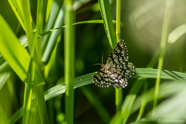 Réseau, Géomètre à barreaux — Chiasmia clathrata (Linnaeus, 1758), (Pihourc, Saint-Godens (31),France, le 02/05/2018)