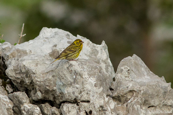 Serin cini — Serinus serinus (Linnaeus, 1766), (La Pierre Saint-Martin (64), France, le 18/05/2020)