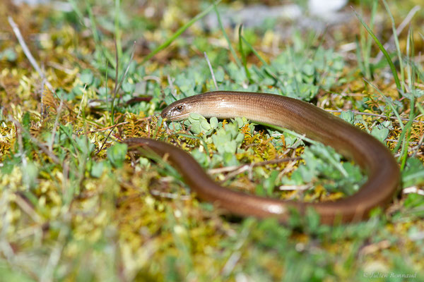 Orvet fragile — Anguis fragilis (Linnaeus, 1758)