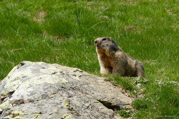 Marmotte des Alpes, Marmotte – Marmotta marmotta (Linnaeus, 1758), (Col du Pourtalet, Laruns (64), France, le 08/05/2022)