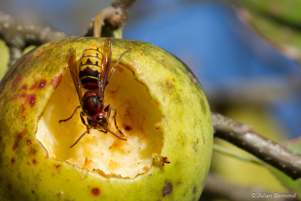 Frelon européen (Vespa crabro) (Ger (64), France, le 08/10/2017)