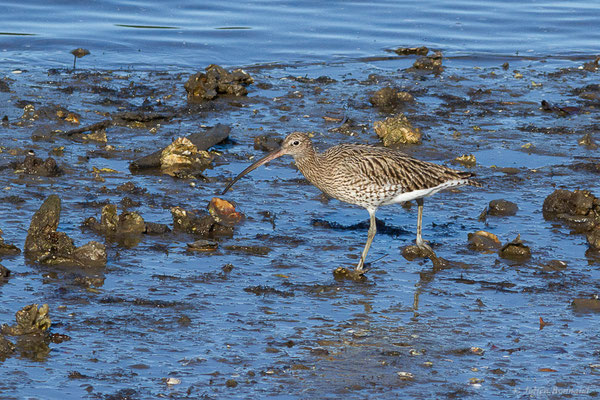 Courlis cendré — Numenius arquata (Linnaeus, 1758), (Parc écologique de Plaiaundi, Irun (Pays basque), Espagne, le 12/11/2022)