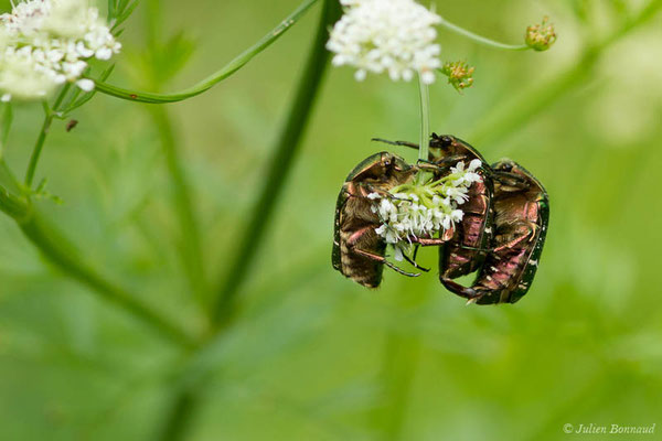 Cétoine dorée — Cetonia aurata (Linnaeus, 1758), (Bayonne (64), France, le 06/05/2021)